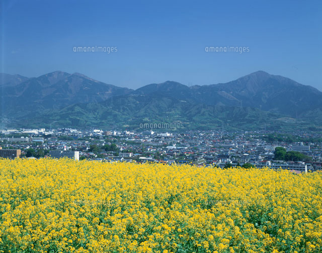 菜の花畑と丹沢 泰野市 神奈川県
(c)TSUTAE ICHIKAWA/SEBUN PHOTO