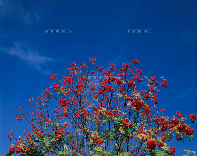 ナナカマドと青空
(c)TSUTAE ICHIKAWA/SEBUN PHOTO