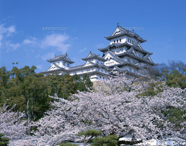 姫路城と桜 兵庫県
(c)TSUTAE ICHIKAWA/SEBUN PHOTO