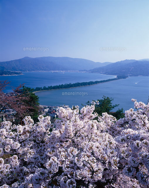 桜と天橋立
(c)TSUTAE ICHIKAWA/SEBUN PHOTO
