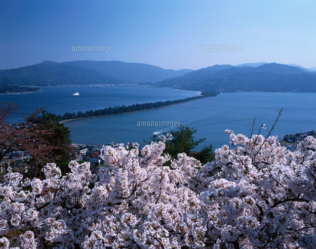 桜と天橋立 京都
(c)TSUTAE ICHIKAWA/SEBUN PHOTO