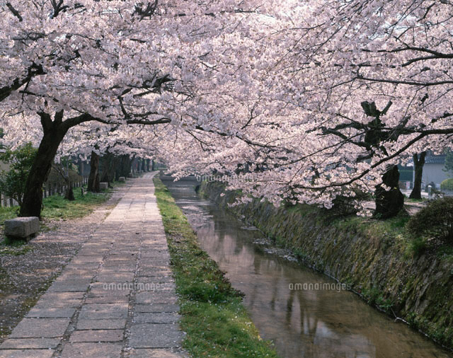 桜咲く哲学の道 京都
(c)TSUTAE ICHIKAWA/SEBUN PHOTO