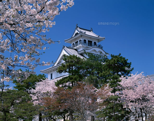 桜と長浜城 滋賀県
(c)TSUTAE ICHIKAWA/SEBUN PHOTO