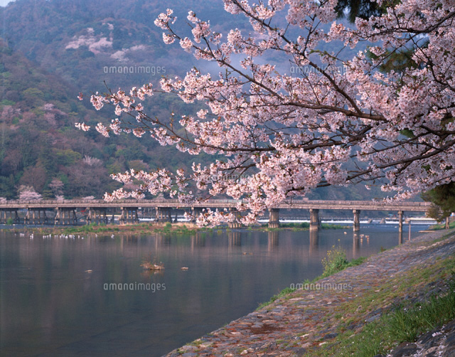 嵐山・桜と渡月橋 京都
(c)TSUTAE ICHIKAWA/SEBUN PHOTO