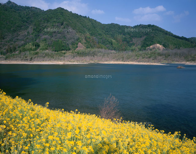 菜の花咲く四万十川 高知県
(c)TSUTAE ICHIKAWA/SEBUN PHOTO