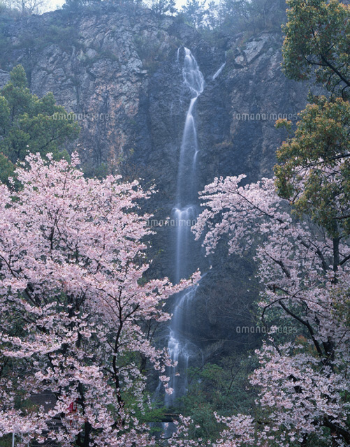 桜と不動滝 豊中町 香川県
(c)TSUTAE ICHIKAWA/SEBUN PHOTO