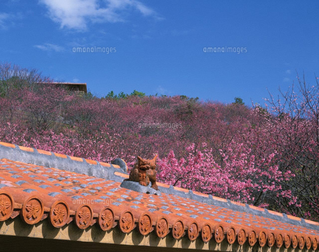 名護城址のシーサーとヒカンザクラの花 名護 沖縄県
(c)TSUTAE ICHIKAWA/SEBUN PHOTO