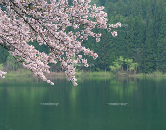 桜咲く北竜湖 飯山市 長野県
(c)TSUTAE ICHIKAWA/SEBUN PHOTO