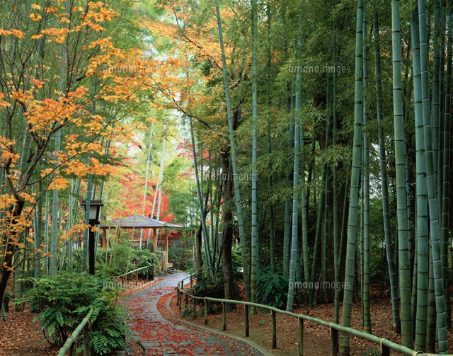 修善寺温泉の竹林の小径 修善寺町 静岡県
(c)TSUTAE ICHIKAWA/SEBUN PHOTO