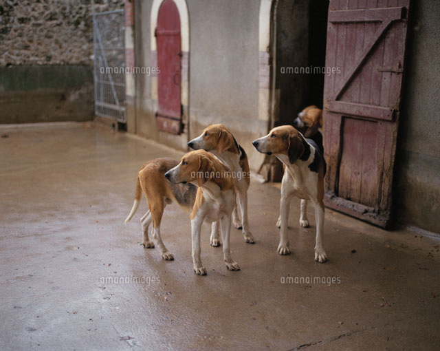 シュヴェルニー城の3匹の狩猟犬 フランス
(c)KAZUTAKA WATANABE/SEBUN PHOTO