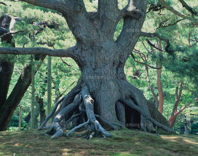 根上がり松 兼六園 石川県
(c)AKIRA KAEDE/SEBUN PHOTO