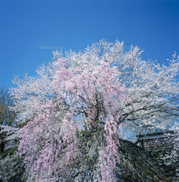 満開の桜
(c)AKIRA KAEDE/SEBUN PHOTO