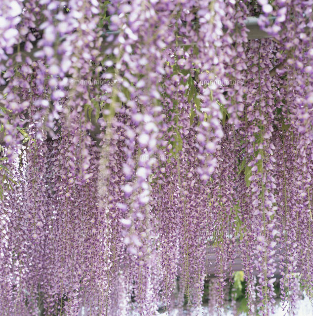 満開のフジの花
(c)AKIRA KAEDE/SEBUN PHOTO