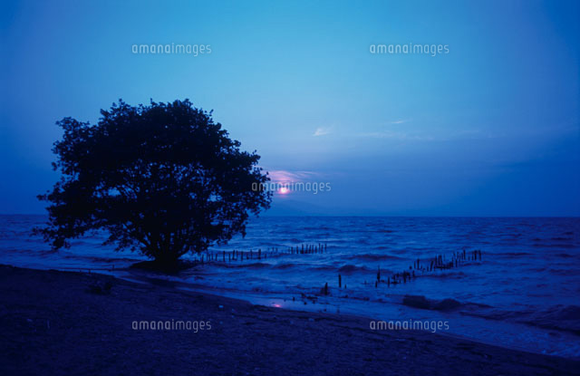 シロヤナギの生える湖と夕日
(c)AKIRA KAEDE/SEBUN PHOTO