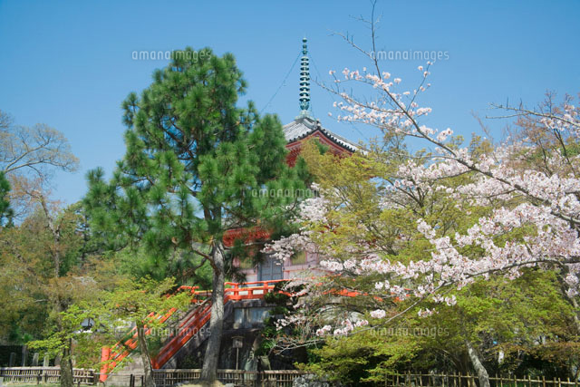 桜咲く大覚寺の心経宝塔
(c)AKIRA KAEDE/SEBUN PHOTO