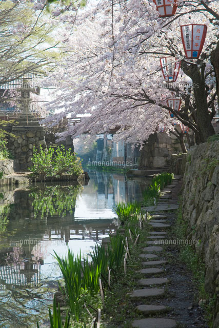 桜咲く八幡堀
(c)AKIRA KAEDE/SEBUN PHOTO