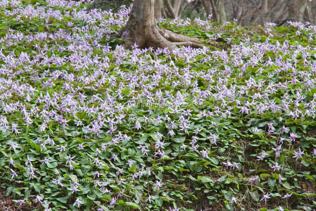 香嵐渓のカタクリ群落
(c)AKIRA KAEDE/SEBUN PHOTO