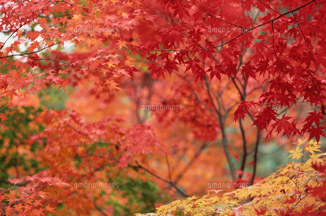 紅葉
(c)KAZUO ISHIKAWA/SEBUN PHOTO