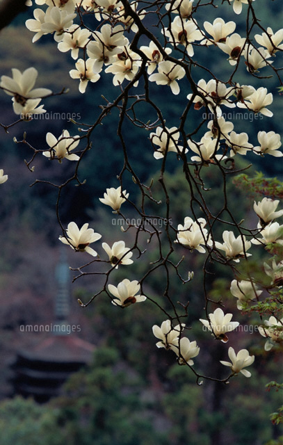 白木蓮
(c)RYOJI NAITO/SEBUN PHOTO