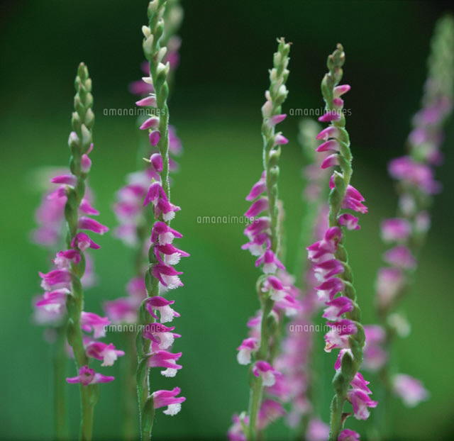 ネジバナの花(ピンク) 奈良県
(c)RYOJI NAITO/SEBUN PHOTO