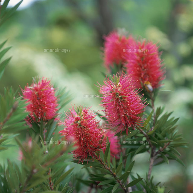 赤い植物(カリステモン・フトモモ科)
(c)RYOJI NAITO/SEBUN PHOTO