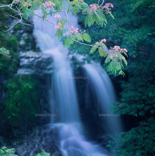 ネムノキと渓流 奈良県
(c)RYOJI NAITO/SEBUN PHOTO