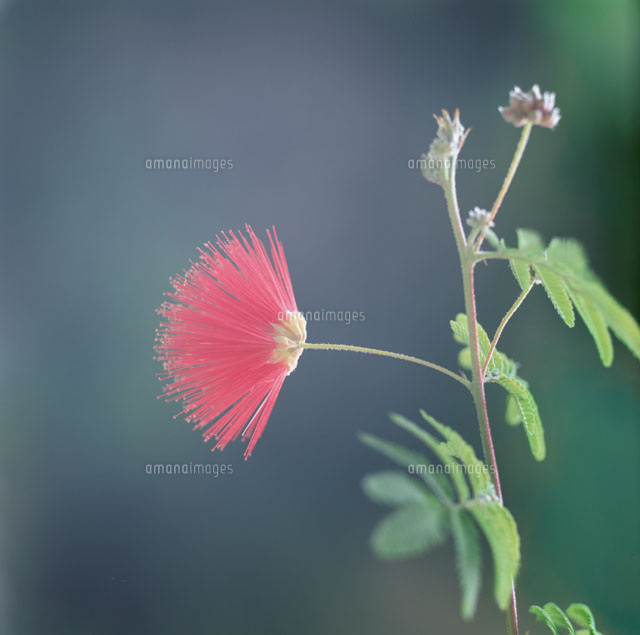 緋ネムの花
(c)RYOJI NAITO/SEBUN PHOTO