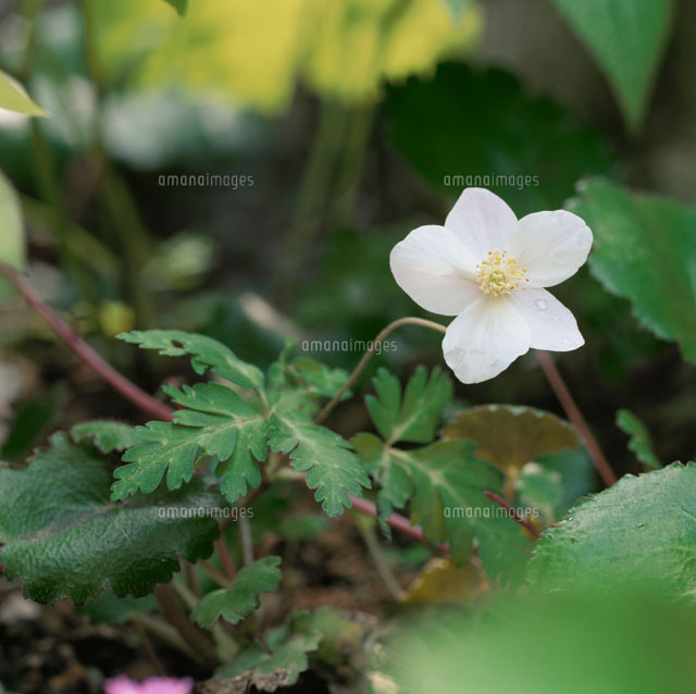 白い野花(イチリンソウ・キンポウゲ科)
(c)RYOJI NAITO/SEBUN PHOTO