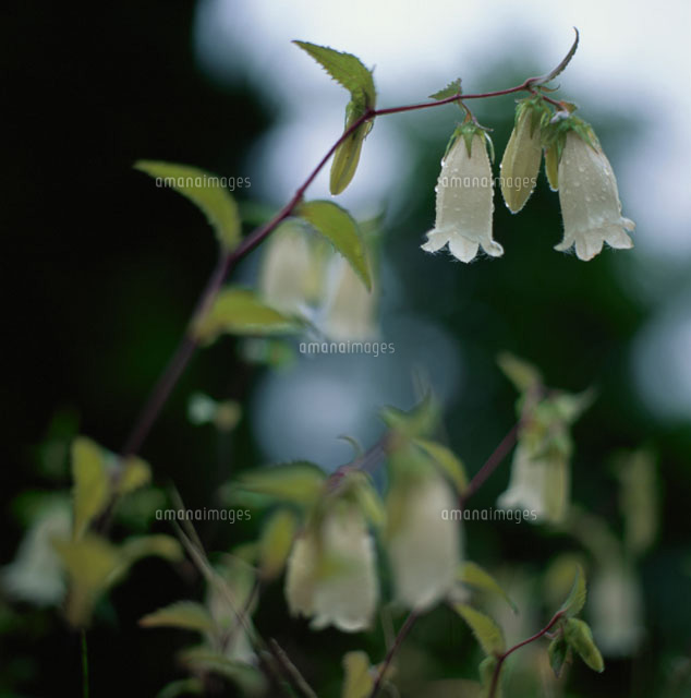 水滴の付いた花(ホタルブクロ)
(c)RYOJI NAITO/SEBUN PHOTO