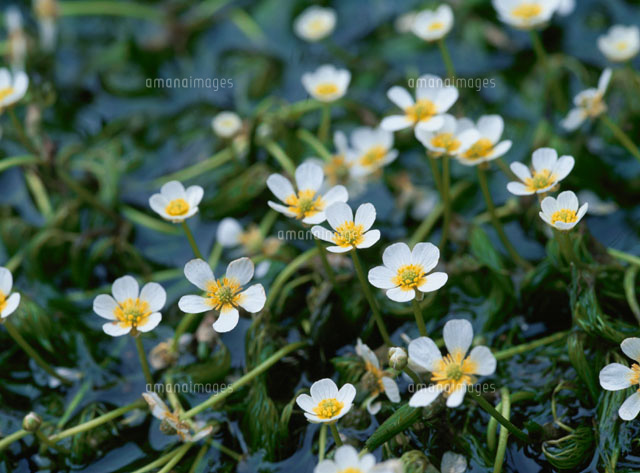 水辺に咲く野花(バイカモ)
(c)RYOJI NAITO/SEBUN PHOTO