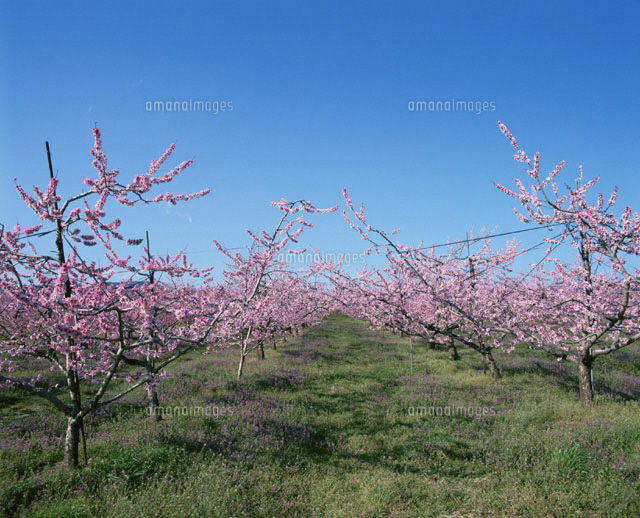 桃の木花 愛知県
(c)LINKS/orion