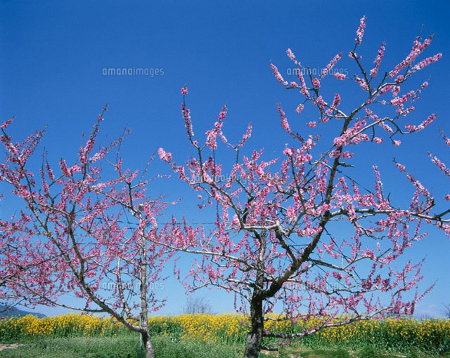 桃の木花 愛知県
(c)LINKS/orion