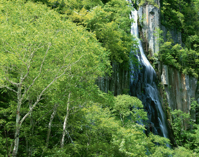 層雲峡の錦糸ノ滝と木立 北海道
(c)YOSHIO SHINKAI/SEBUN PHOTO
