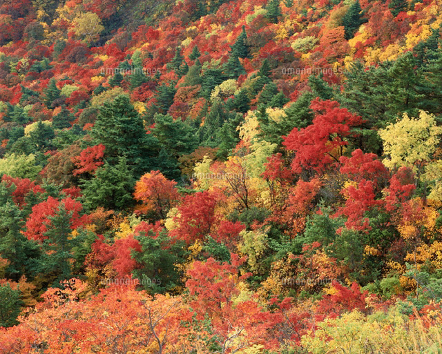 磐梯吾妻スカイラインの紅葉 福島県
(c)YOSHIO SHINKAI/SEBUN PHOTO
