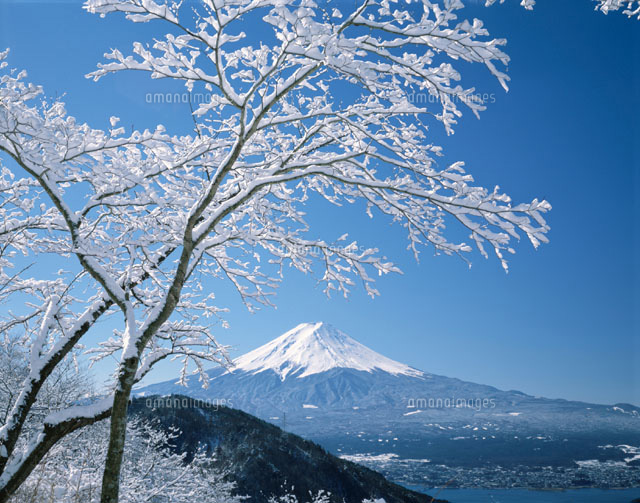 樹氷と富士山 御坂峠 山梨県
(c)YOSHIO SHINKAI/SEBUN PHOTO