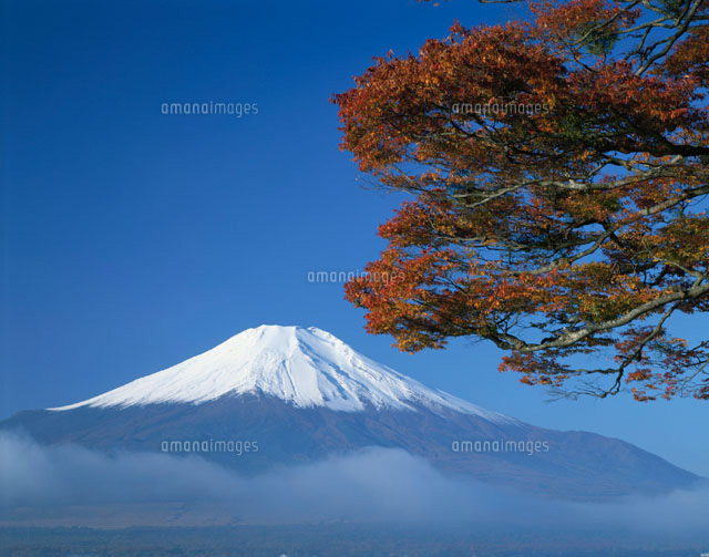 紅葉したモミジの木と富士山 山梨県
(c)YOSHIO SHINKAI/SEBUN PHOTO