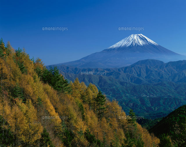 櫛形山からの黄葉した唐松と富士山の風景 山梨県
(c)YOSHIO SHINKAI/SEBUN PHOTO