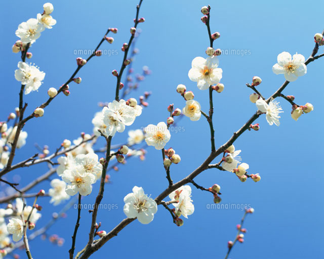 白梅
(c)YOSHIO SHINKAI/SEBUN PHOTO
