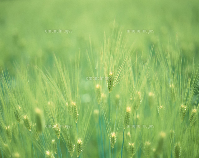 青い麦
(c)YOSHIO SHINKAI/SEBUN PHOTO
