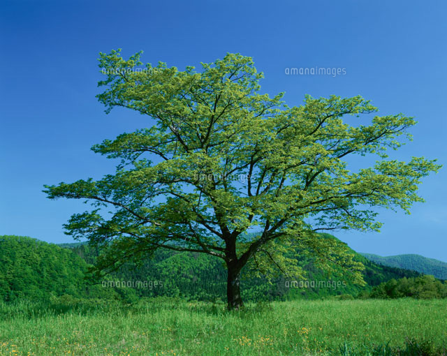 草原の一本の木
(c)YOSHIO SHINKAI/SEBUN PHOTO