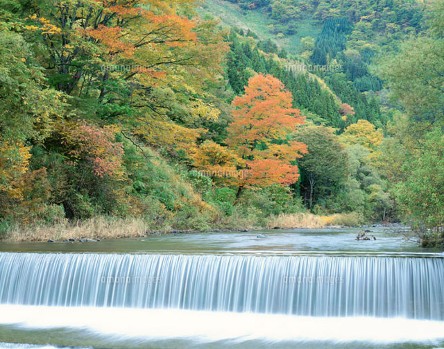 裾花川の水流と紅葉する森林 鬼無里村 長野県
(c)YOSHIO SHINKAI/SEBUN PHOTO