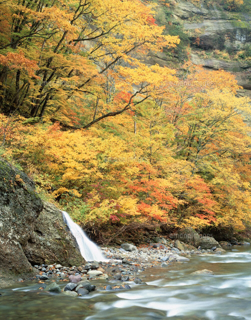 秋の奥裾花峡 鬼無里村 長野県
(c)YOSHIO SHINKAI/SEBUN PHOTO