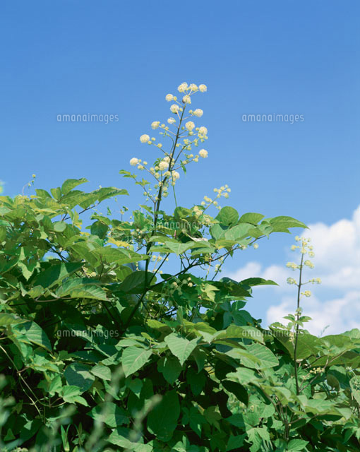 うどの花
(c)YOSHIO SHINKAI/SEBUN PHOTO