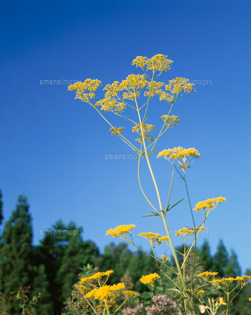 オミナエシの花 秋の七草
(c)YOSHIO SHINKAI/SEBUN PHOTO