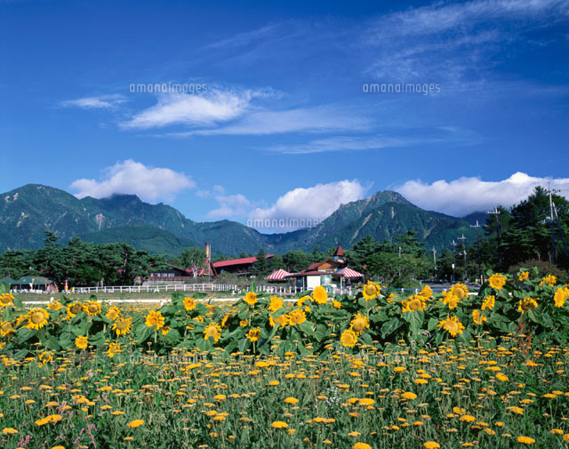 ひまわり畑と八ヶ岳 清里高原 山梨県
(c)YOSHIO SHINKAI/SEBUN PHOTO
