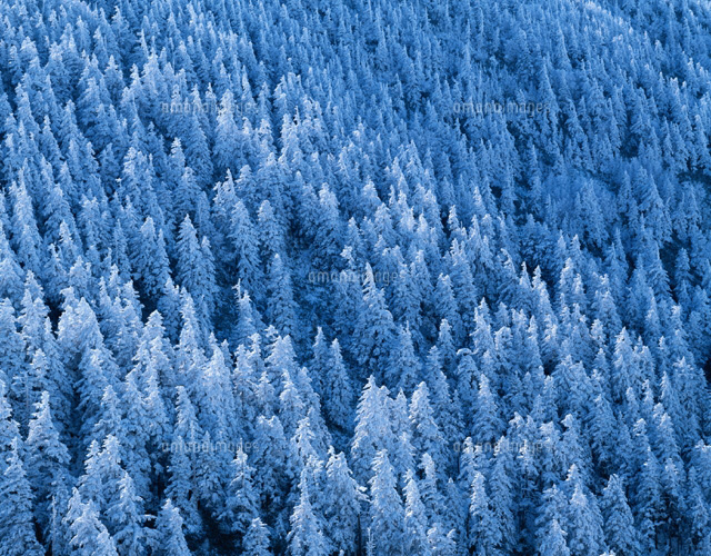 渋峠の雪の樹氷風景 冬 志賀高原 長野県
(c)YOSHIO SHINKAI/SEBUN PHOTO