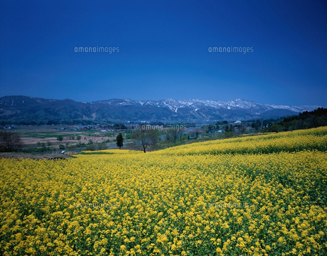 菜の花と千曲川と関田山脈 飯山市 長野県
(c)YOSHIO SHINKAI/SEBUN PHOTO
