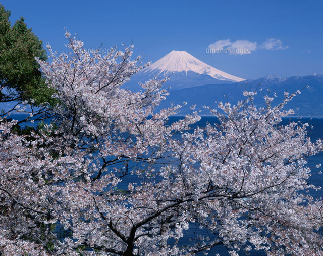 桜と富士山と駿河湾の風景 沼津市 静岡県
(c)YOSHIO SHINKAI/SEBUN PHOTO