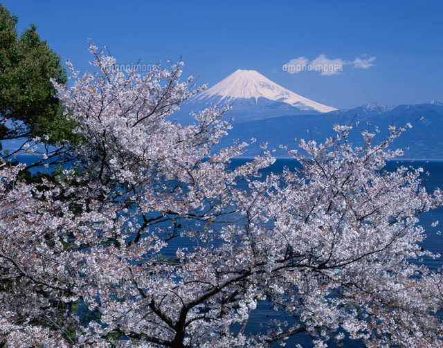 サクラの木と富士山 沼津市 静岡県
(c)YOSHIO SHINKAI/SEBUN PHOTO