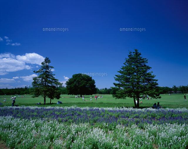 国営昭和記念公園 立川市 東京都
(c)YOSHIO SHINKAI/SEBUN PHOTO